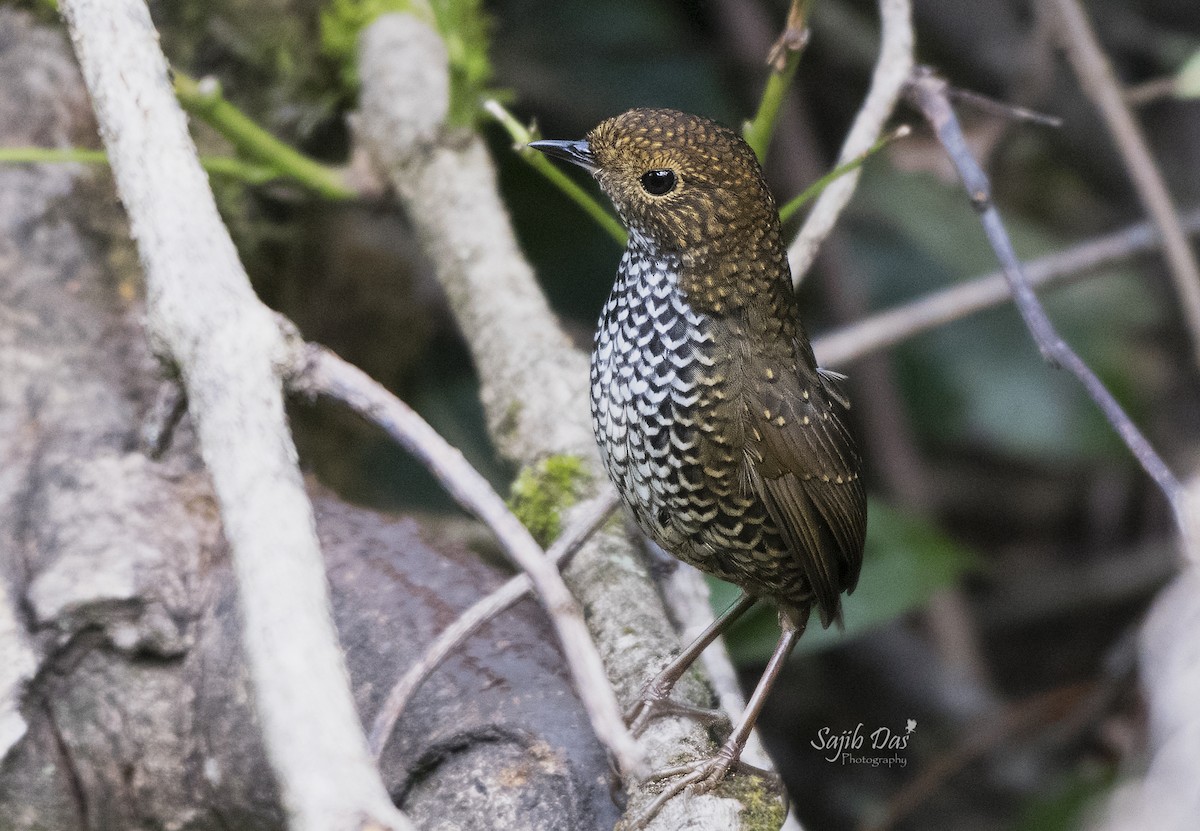 Scaly-breasted Cupwing - ML643969839