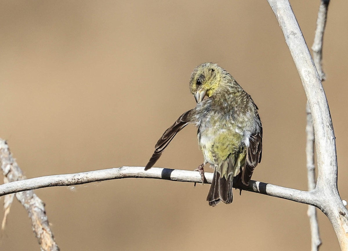 Bullock's Oriole - ML643969851