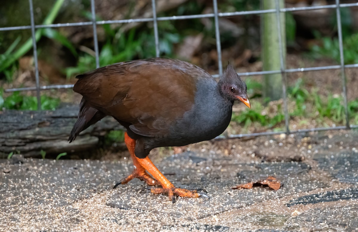 Orange-footed Megapode - ML643969871