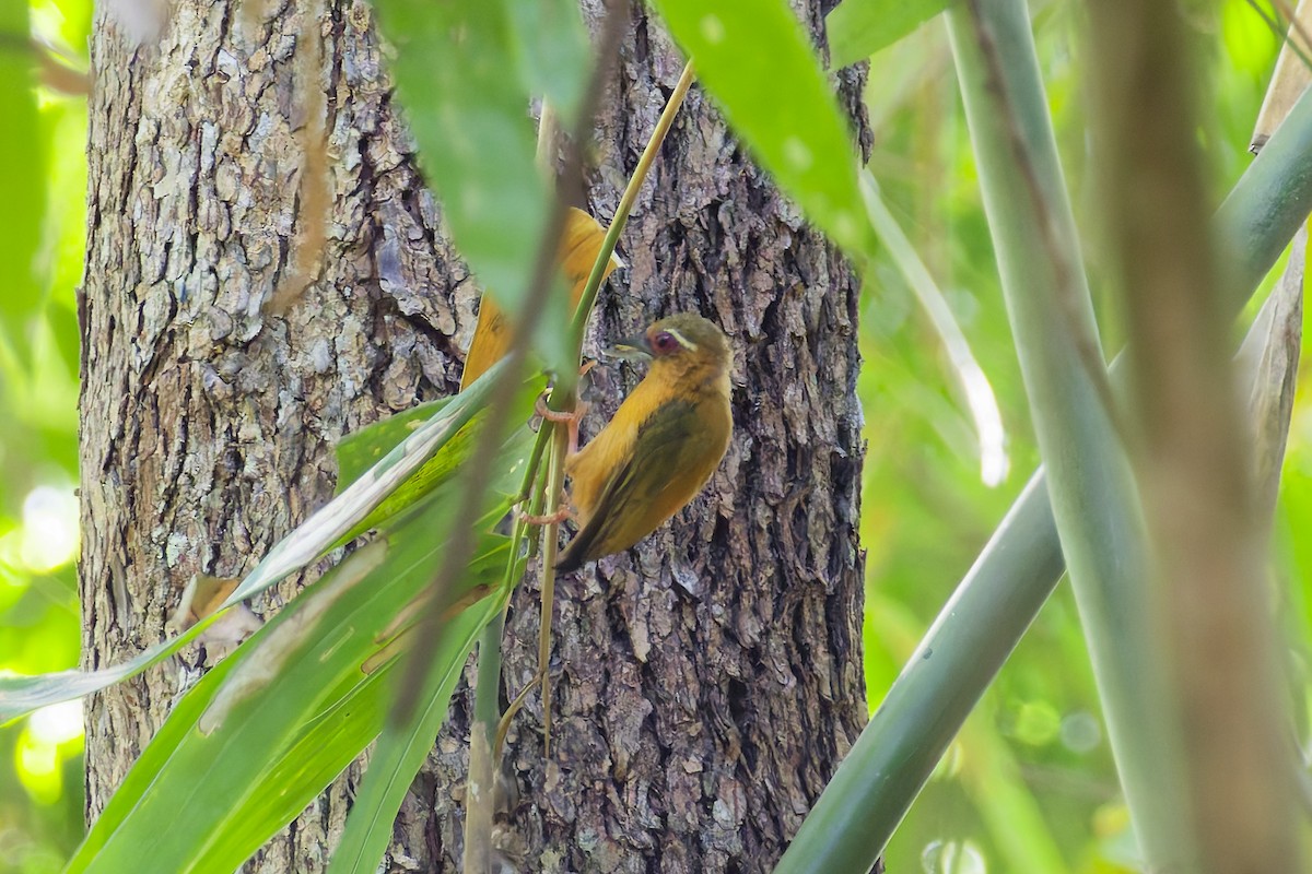 White-browed Piculet - ML643969881