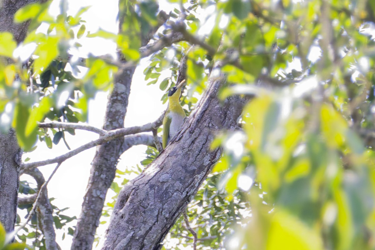 Black-headed Woodpecker - ML643969890