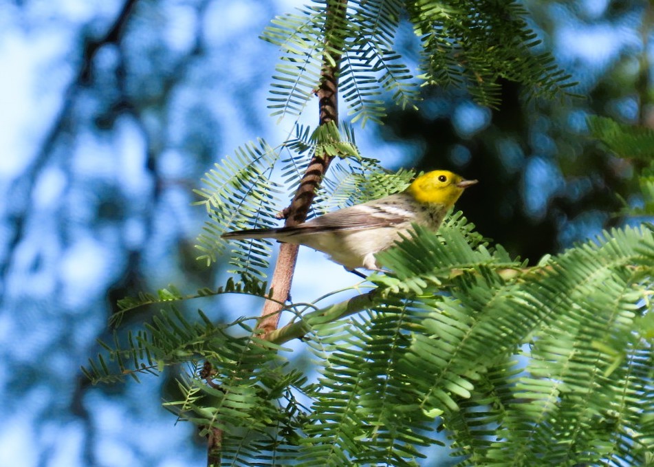 Paruline à tête jaune - ML643969958