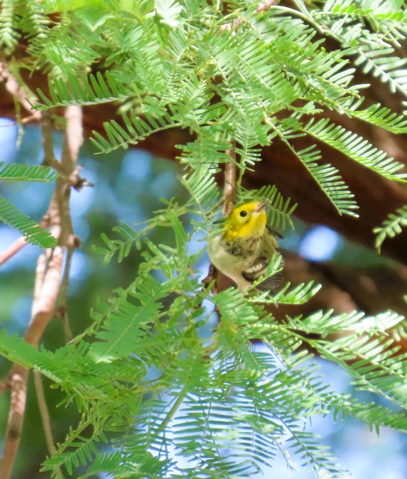 Paruline à tête jaune - ML643969959