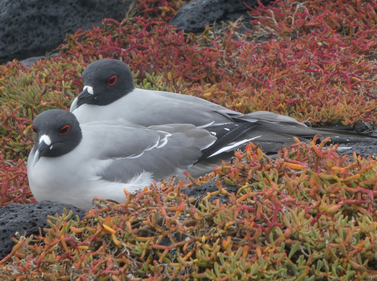 Gaviota Tijereta - ML643969972