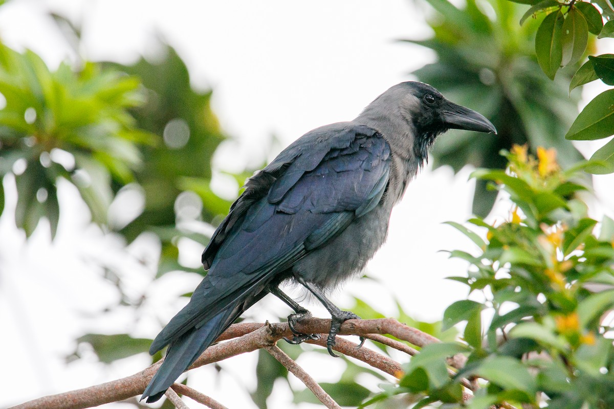 House Crow - ML643970008