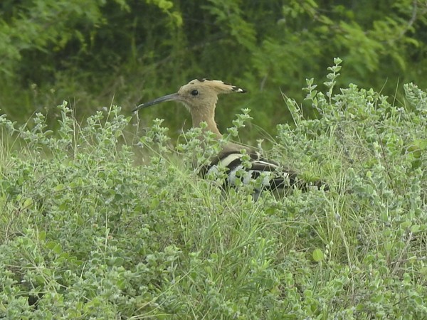 Eurasian Hoopoe - ML643970018