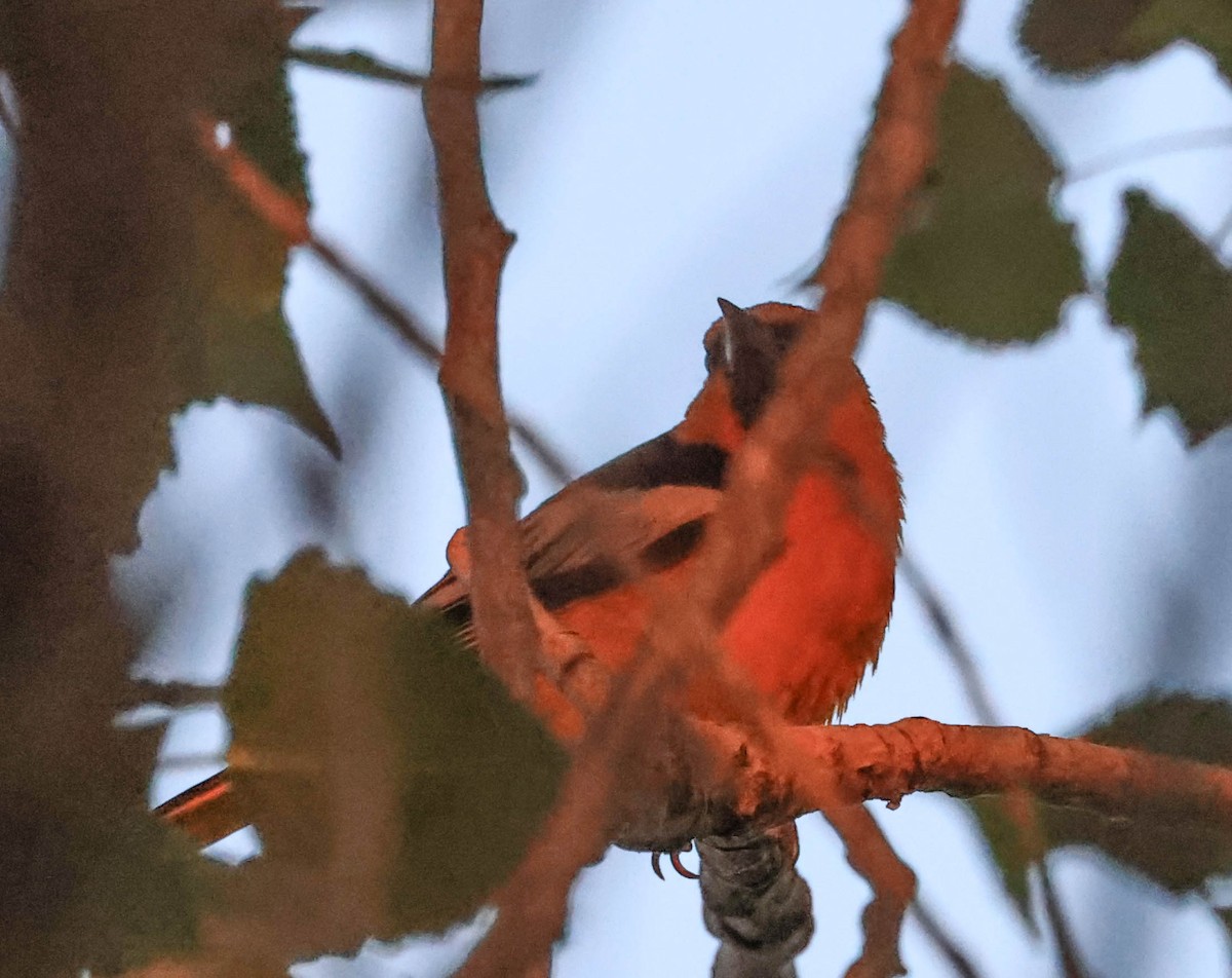 gullbryntrupial - ML643970031