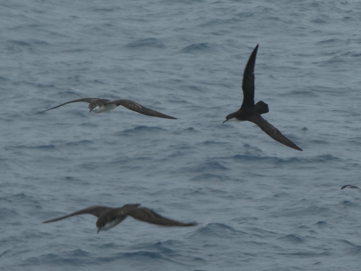 Puffin des Galapagos - ML643970037