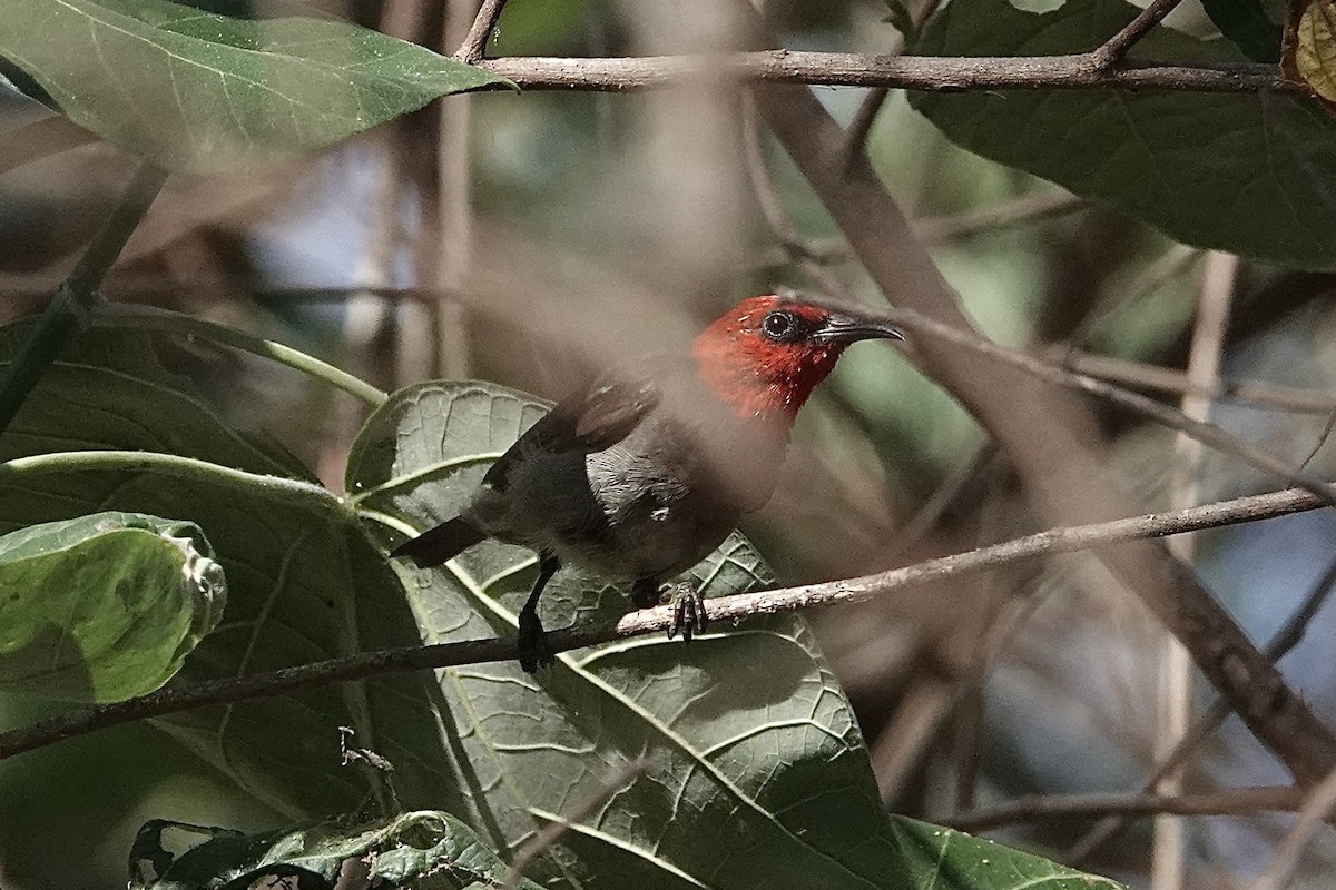 Red-headed Myzomela - ML643970058
