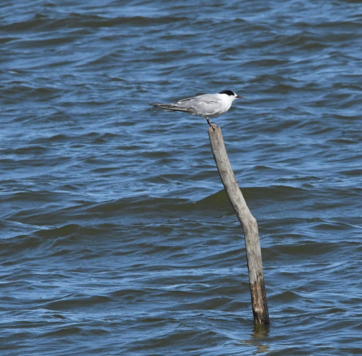 Sandwich Tern - ML643970068