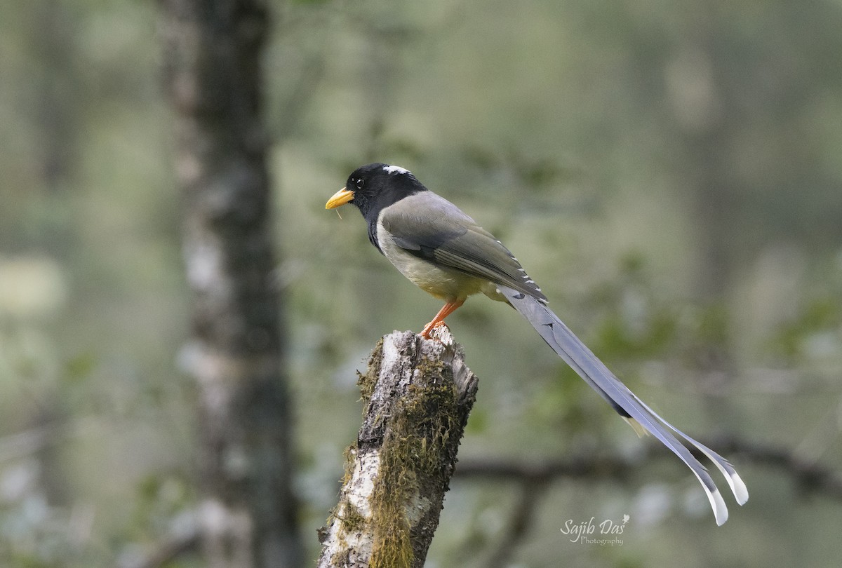 Yellow-billed Blue-Magpie - ML643970078