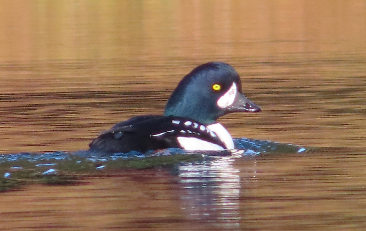 Barrow's Goldeneye - ML643970082