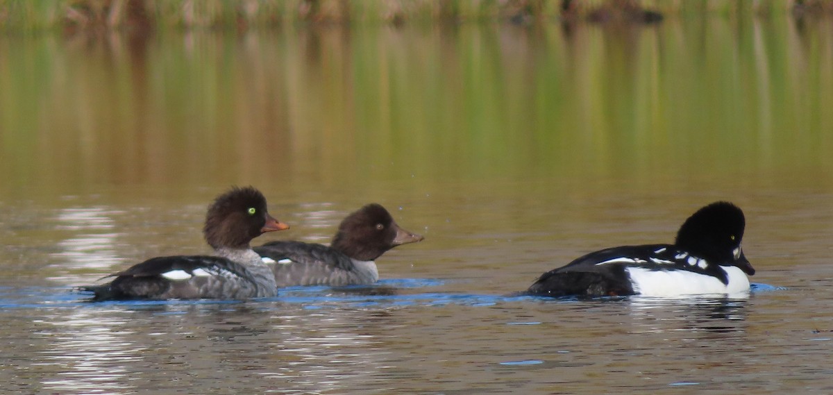 Barrow's Goldeneye - ML643970083