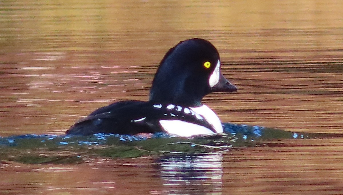 Barrow's Goldeneye - ML643970084