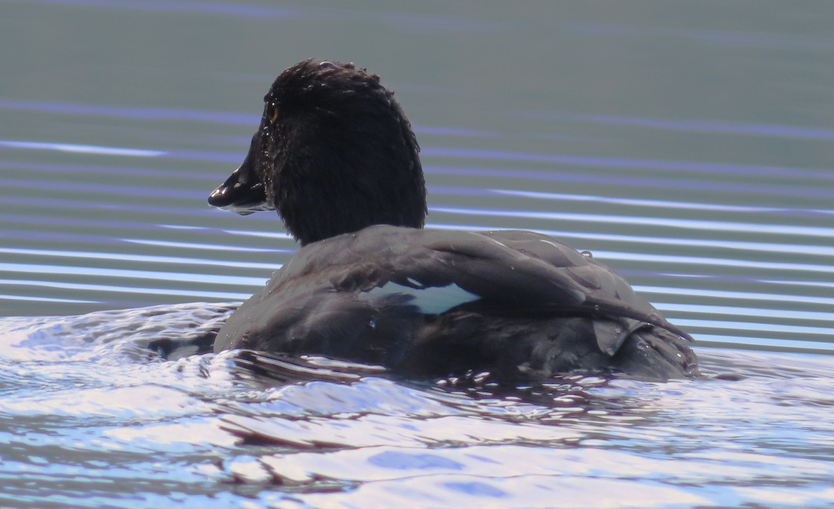 Barrow's Goldeneye - ML643970085
