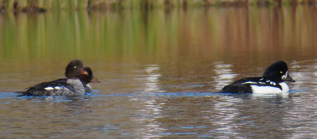 Barrow's Goldeneye - ML643970086