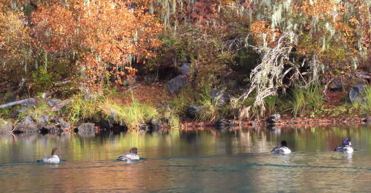 Barrow's Goldeneye - ML643970087