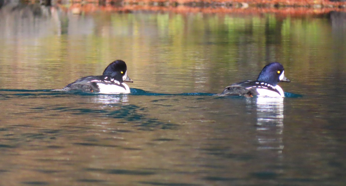 Barrow's Goldeneye - ML643970088