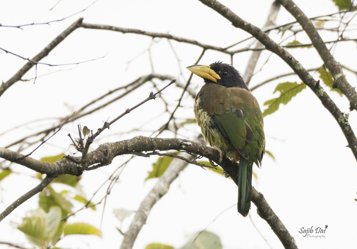Great Barbet - ML643970093