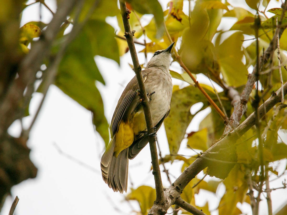 Yellow-vented Bulbul - ML643970116