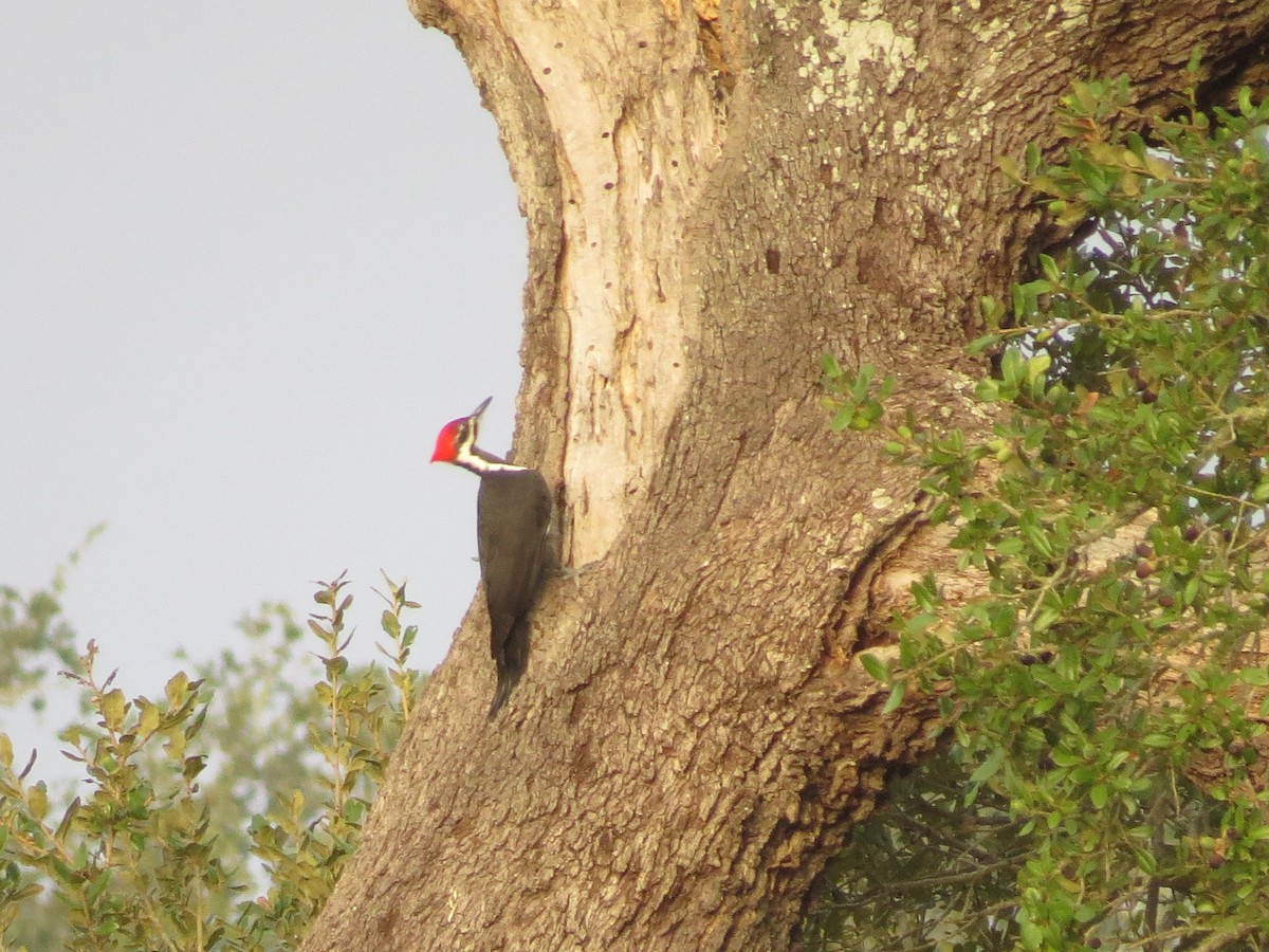 hvitbrynsvartspett - ML643970120