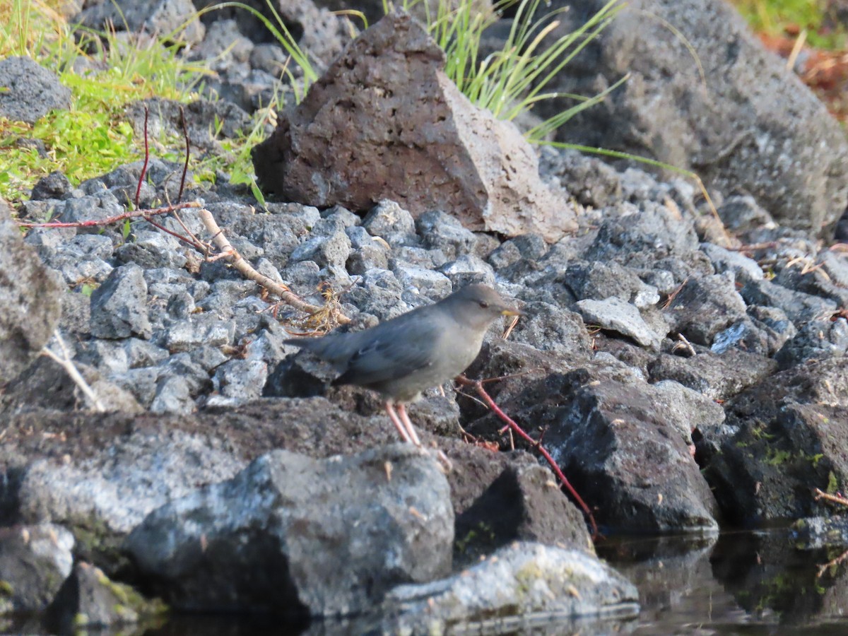 American Dipper - ML643970125