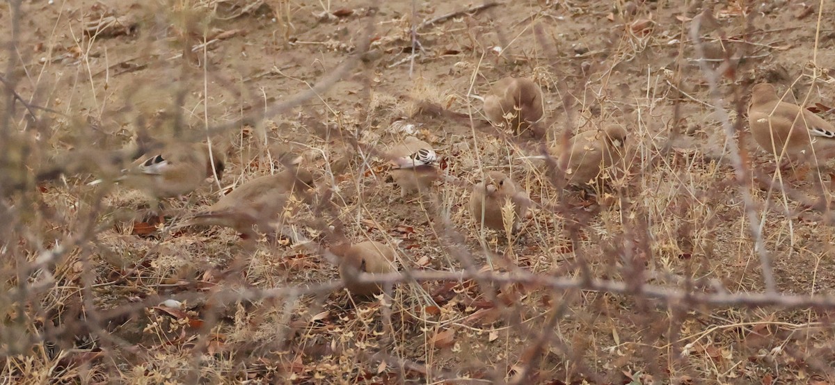 Desert Finch - ML643970127