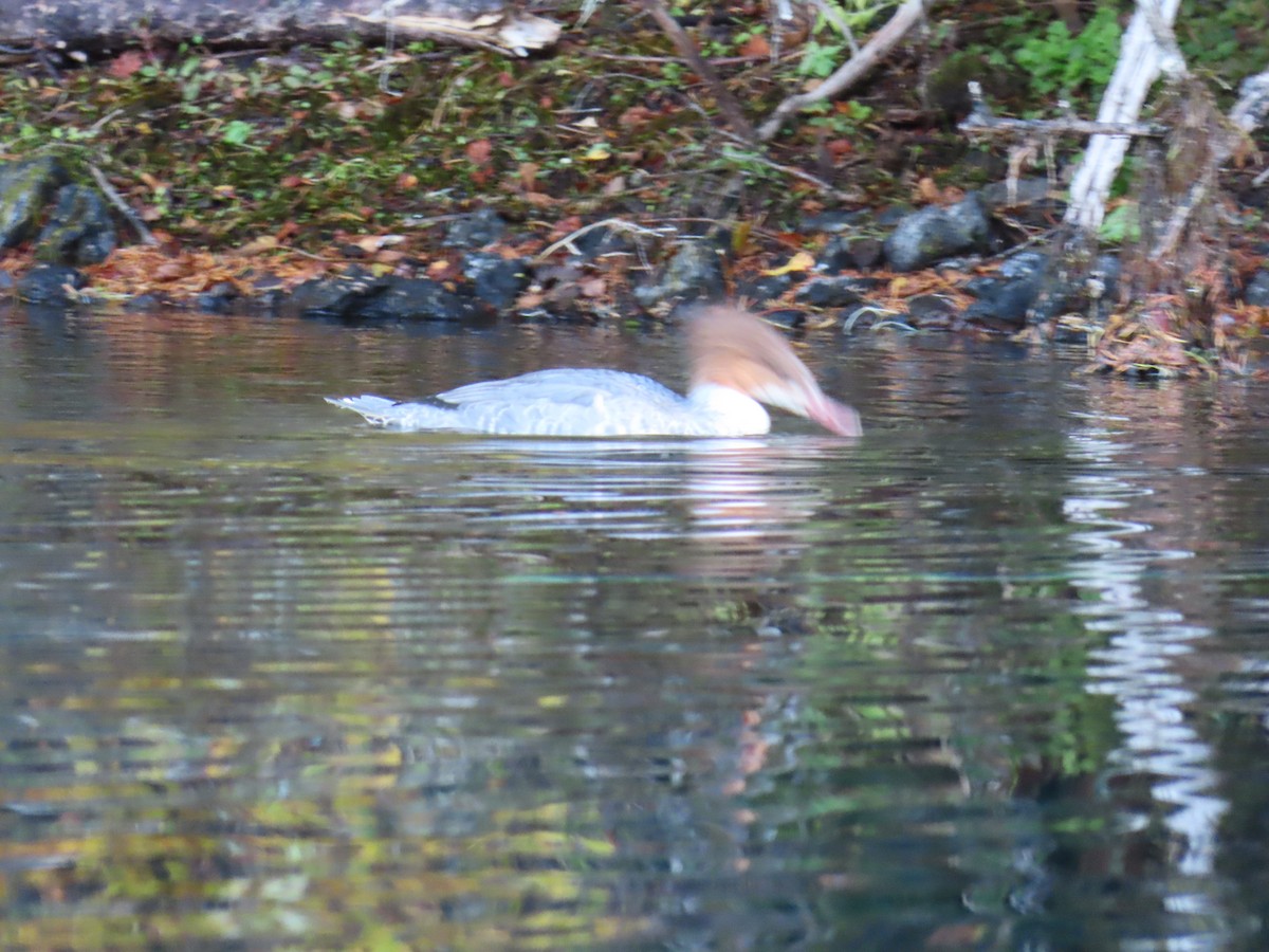 Хумхин бохио - ML643970135