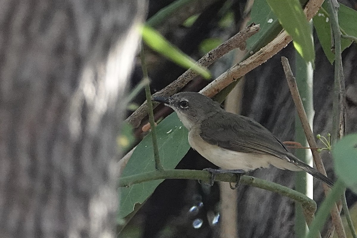 Large-billed Gerygone - ML643970163