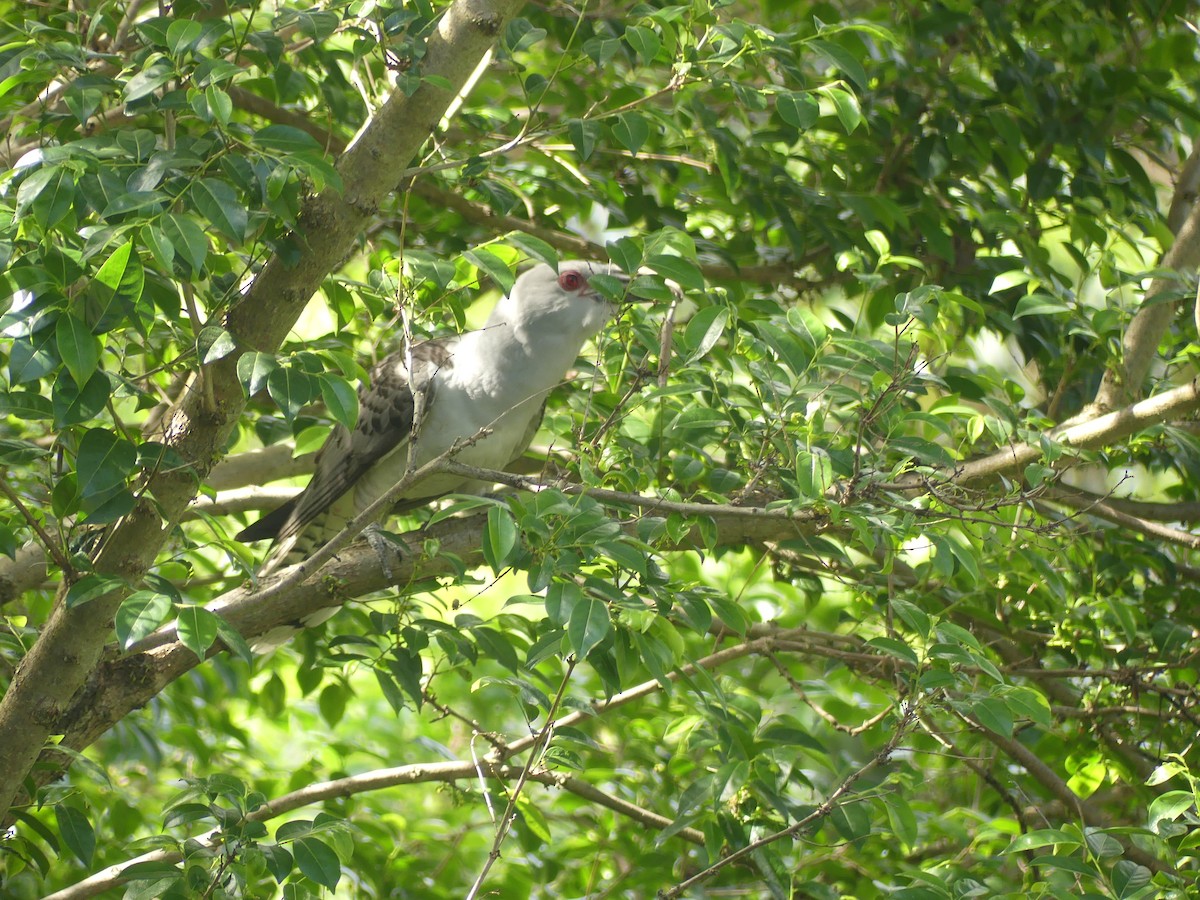 Channel-billed Cuckoo - ML643970183