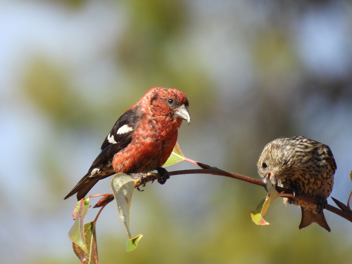 White-winged Crossbill - ML643970189