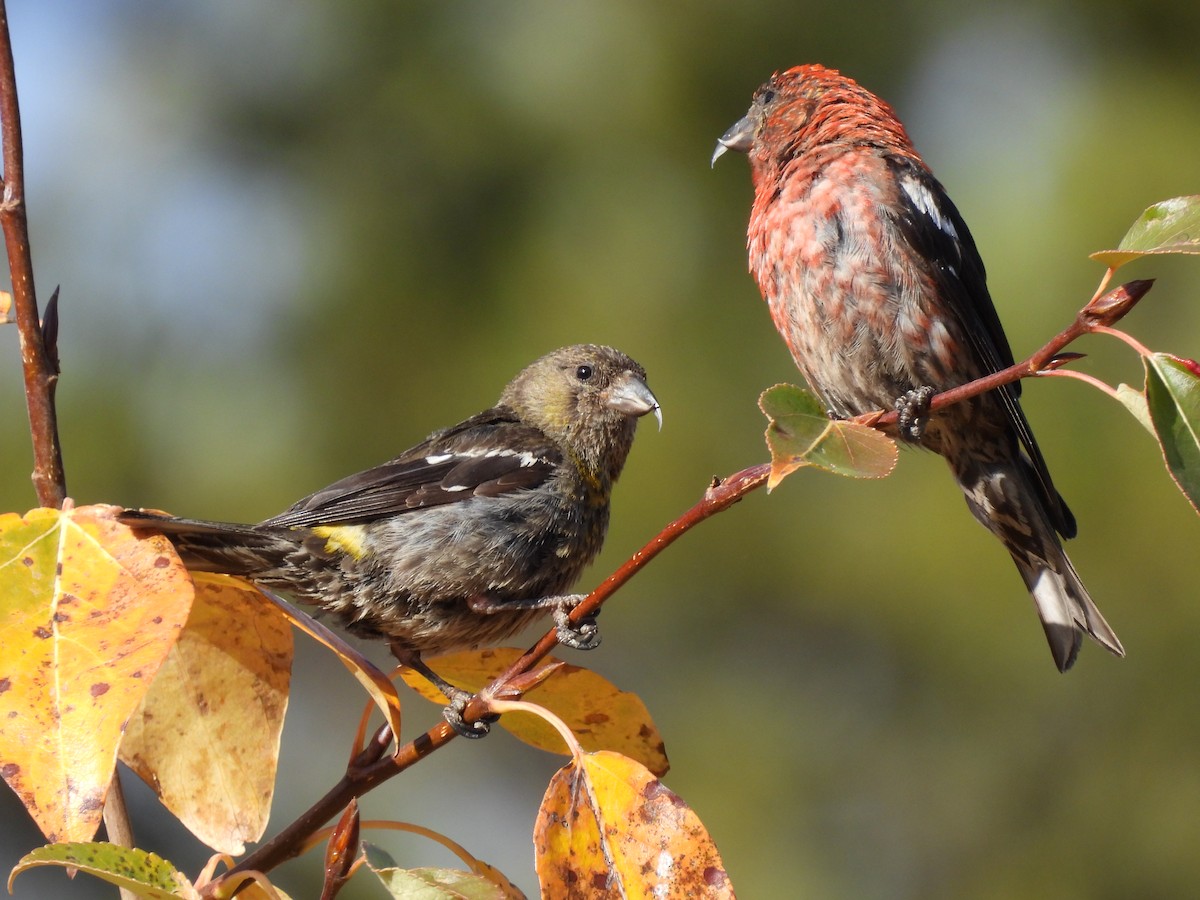 White-winged Crossbill - ML643970190