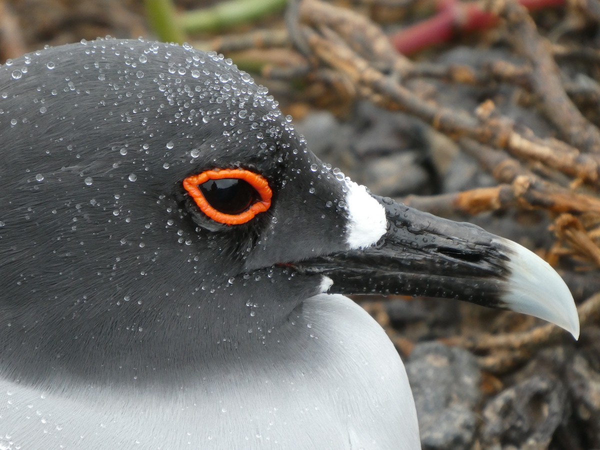Gaviota Tijereta - ML643970196