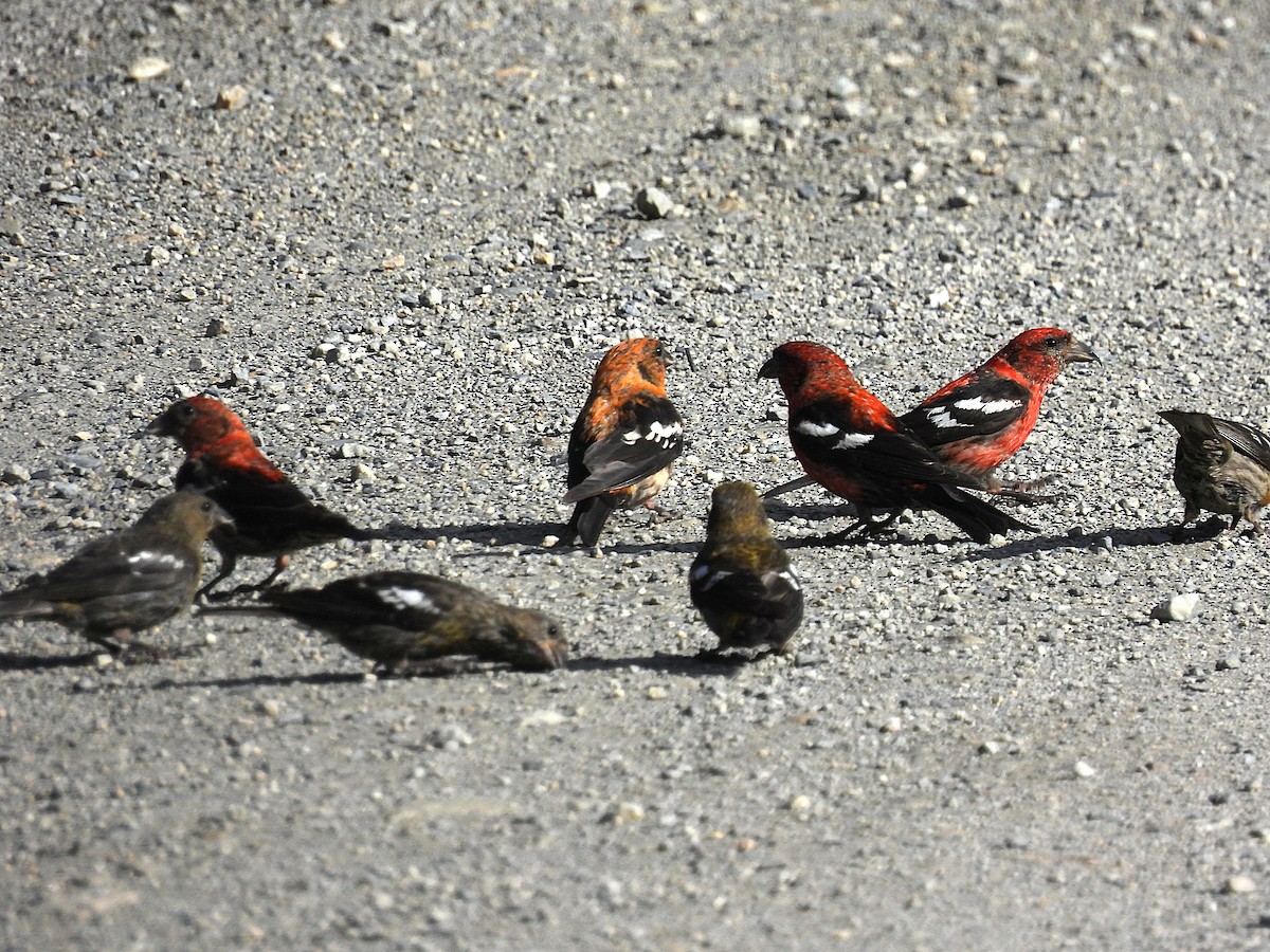 White-winged Crossbill - ML643970215