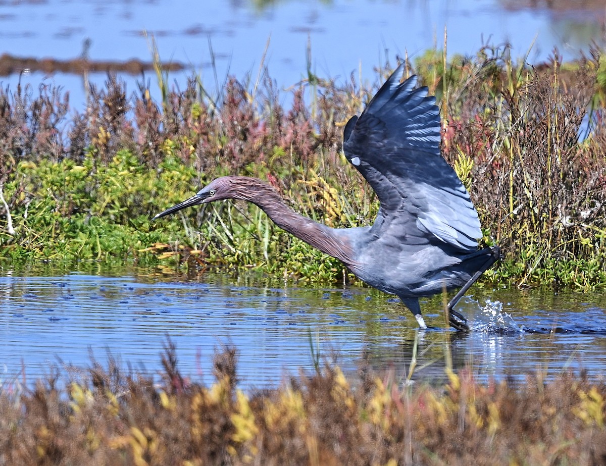 dansehegre - ML643970223
