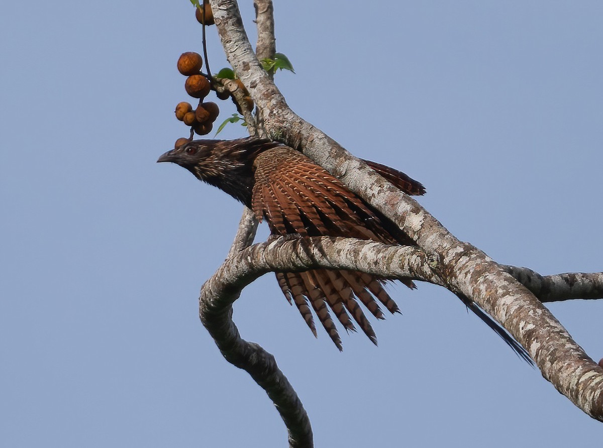 Pheasant Coucal - ML643970225