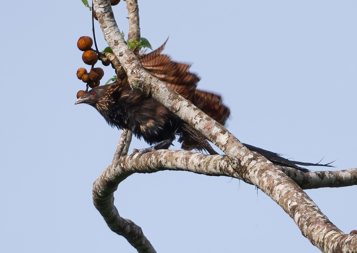 Pheasant Coucal - ML643970226