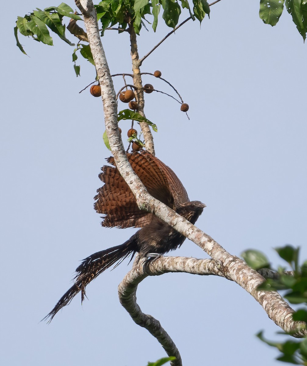 Pheasant Coucal - ML643970227