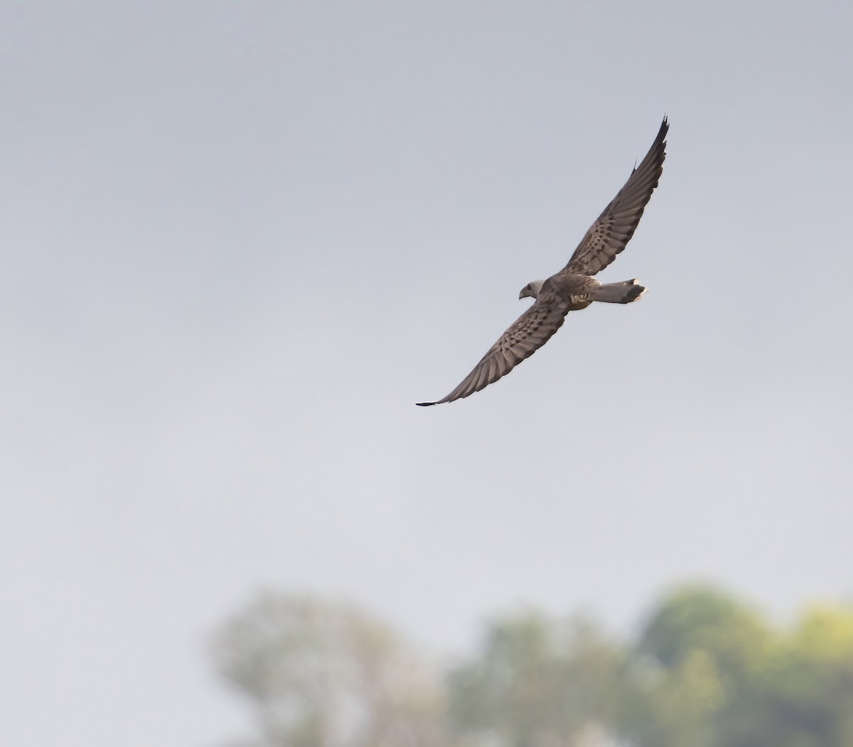 Channel-billed Cuckoo - ML643970230