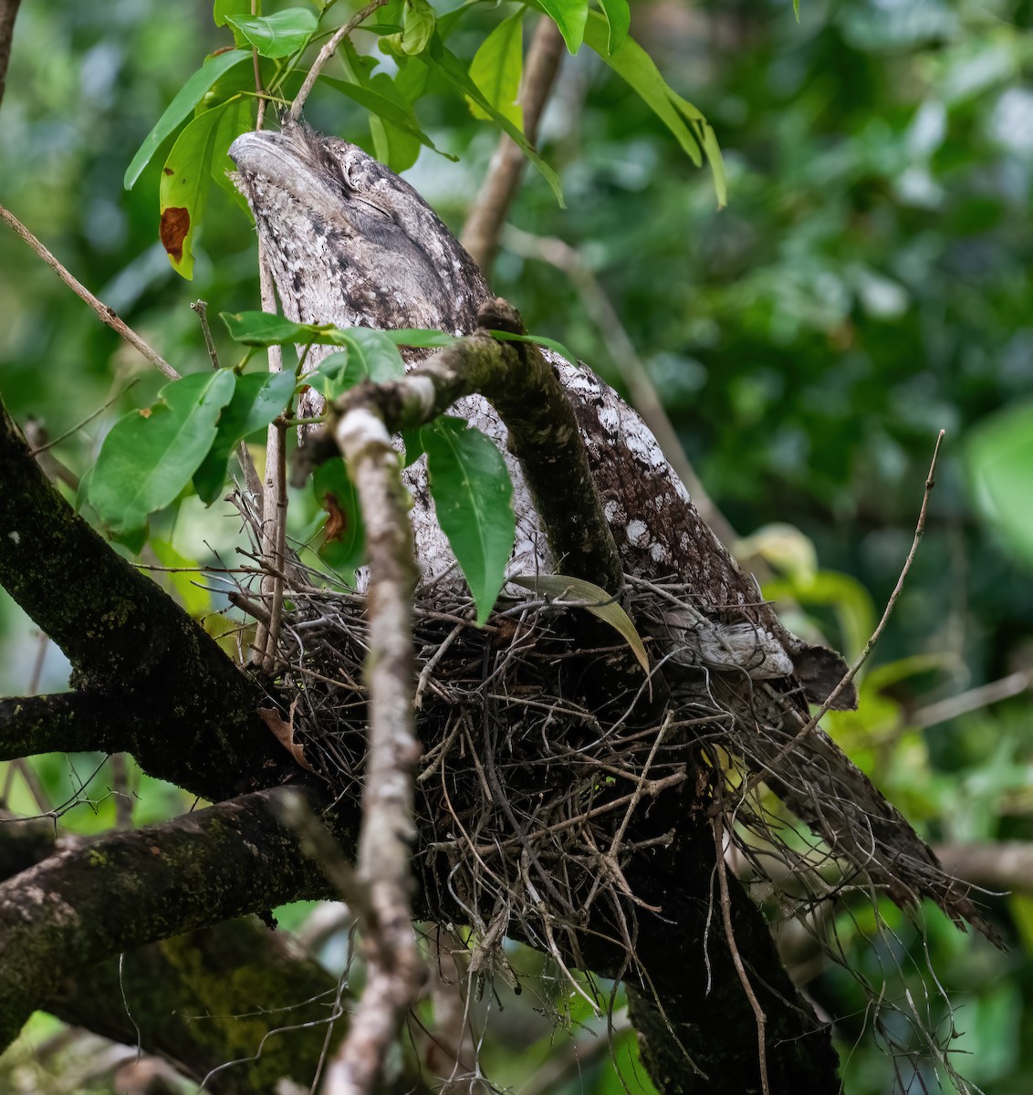 Papuan Frogmouth - ML643970231