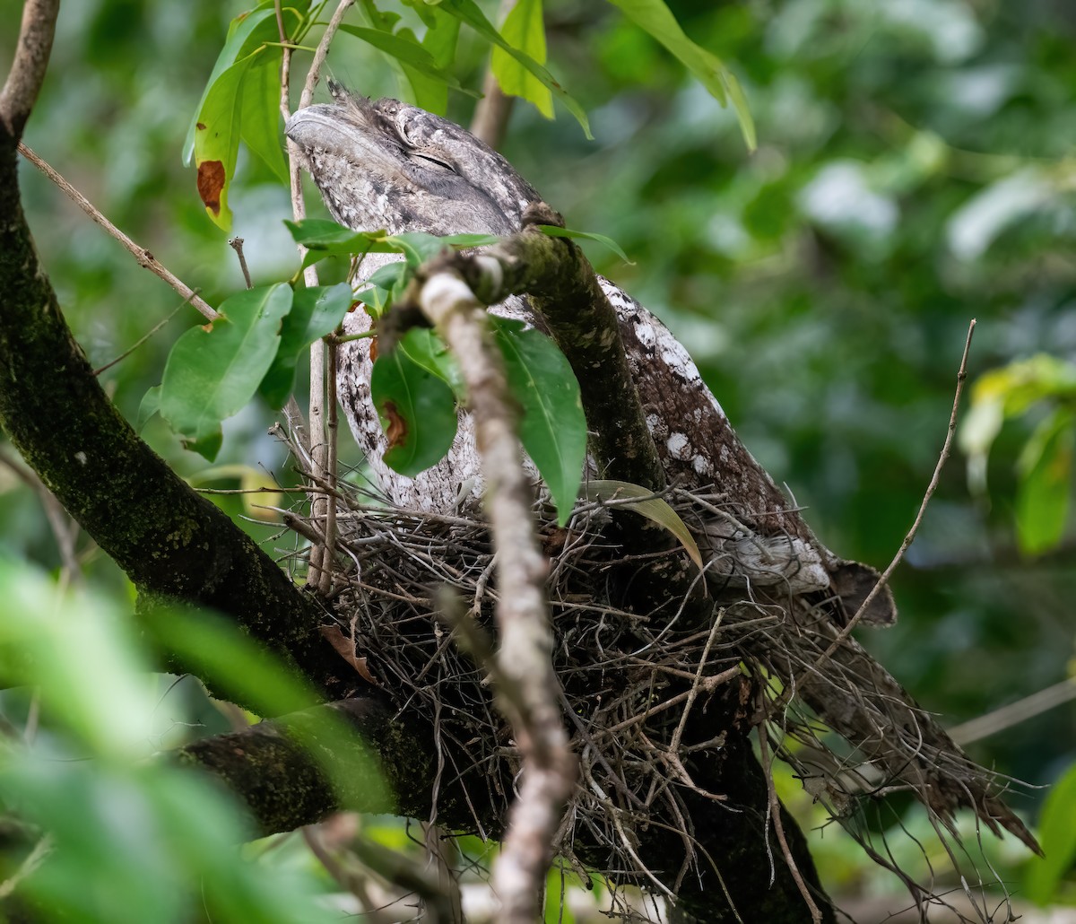Papuan Frogmouth - ML643970232
