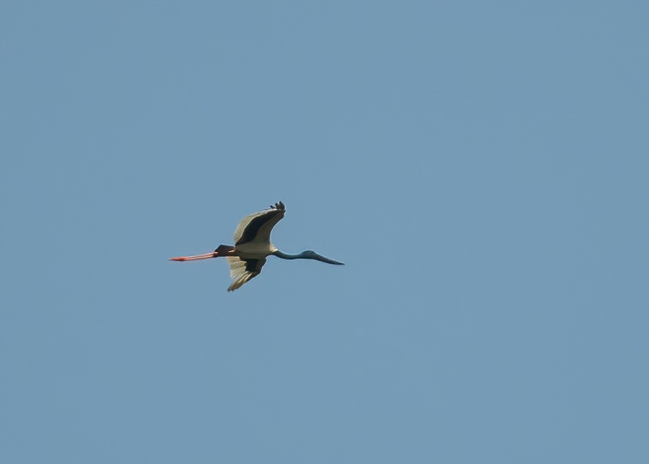 Black-necked Stork - ML643970234
