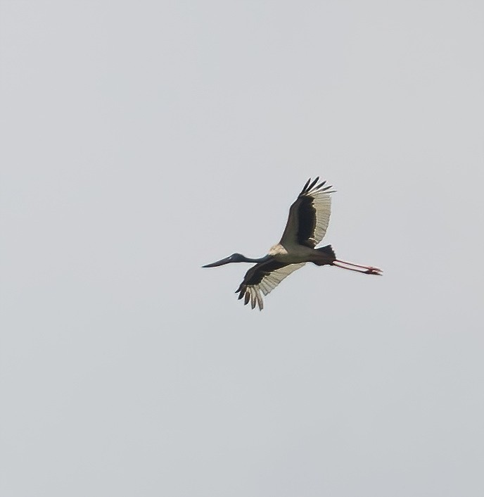 Black-necked Stork - ML643970235