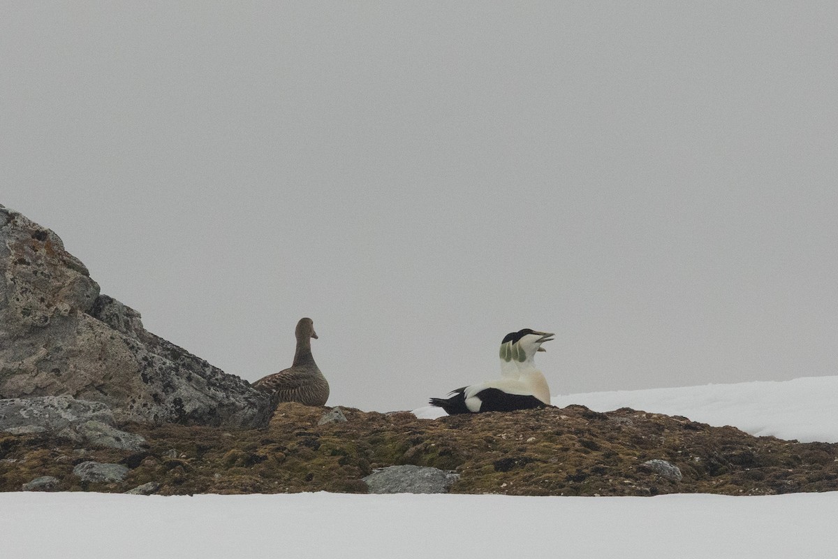 ærfugl (borealis) - ML643970244