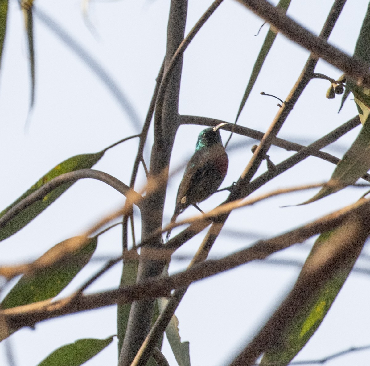 malawisolfugl - ML643970255