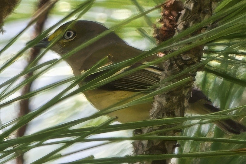 hvitøyevireo - ML643970256