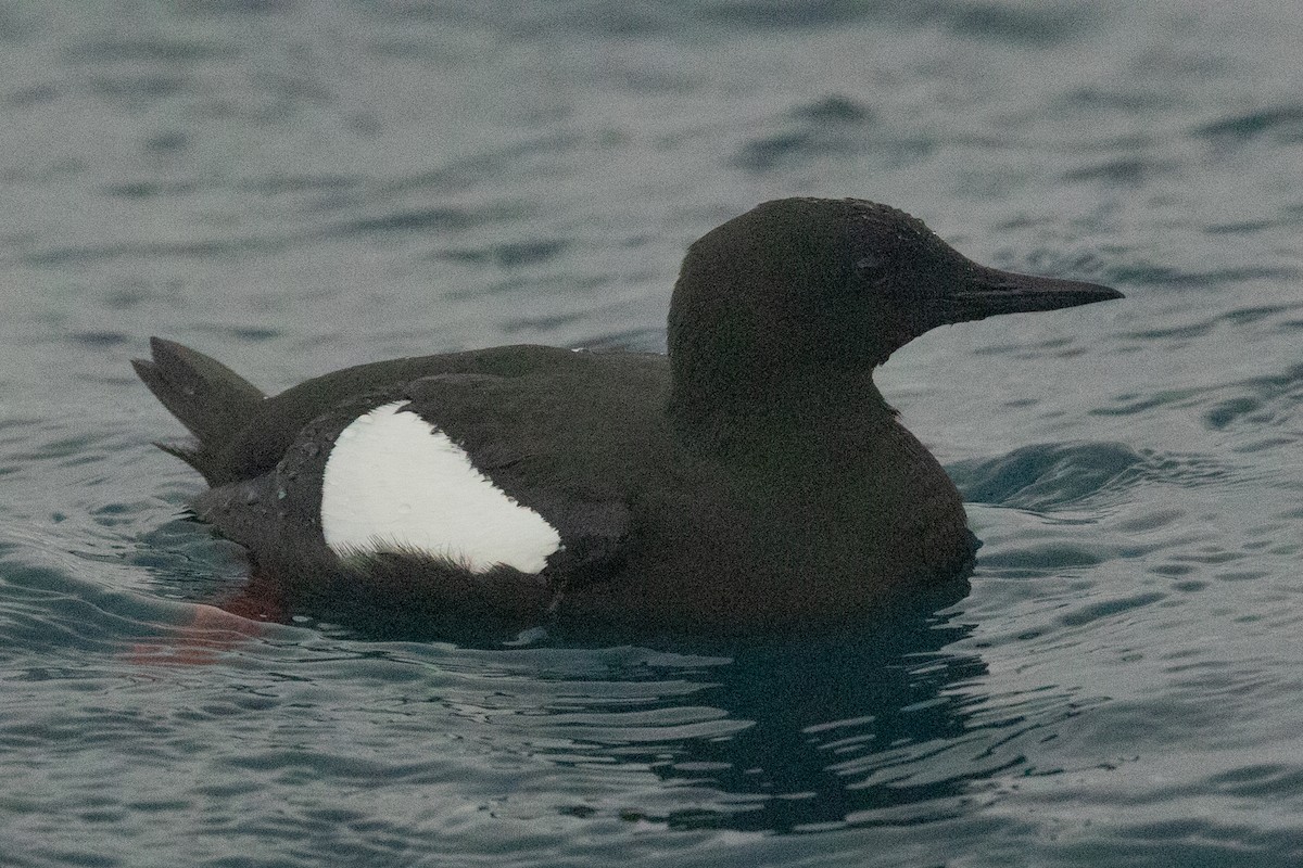 Black Guillemot (mandtii) - ML643970262