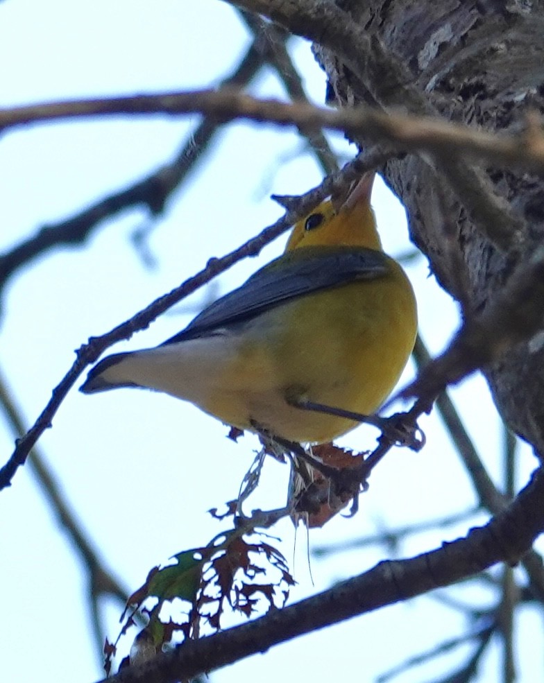 plommeparula - ML643970276
