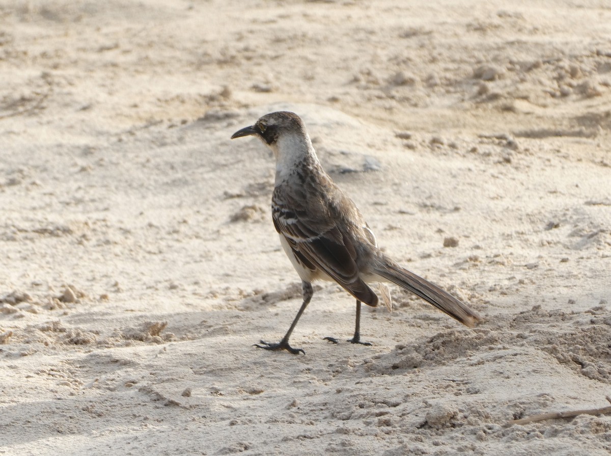 galapagosspottefugl - ML643970278