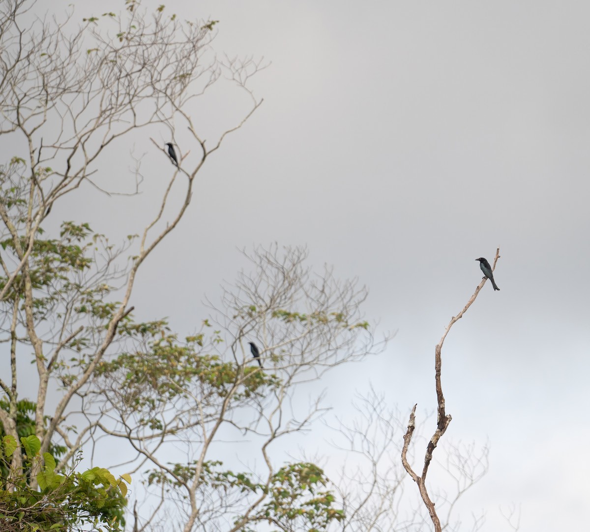 brokadedrongo - ML643970282